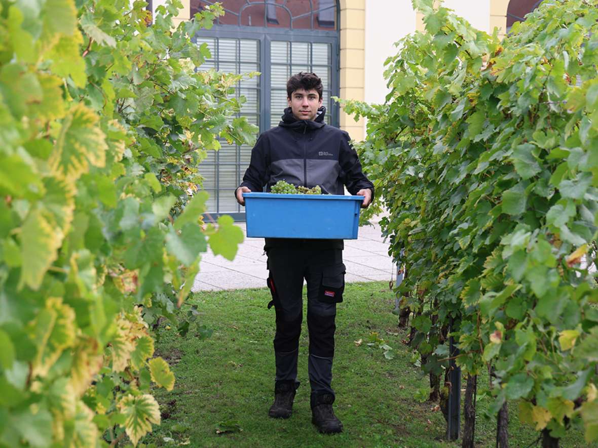 Schüler mit einer Kiste voll Trauben im Weingarten