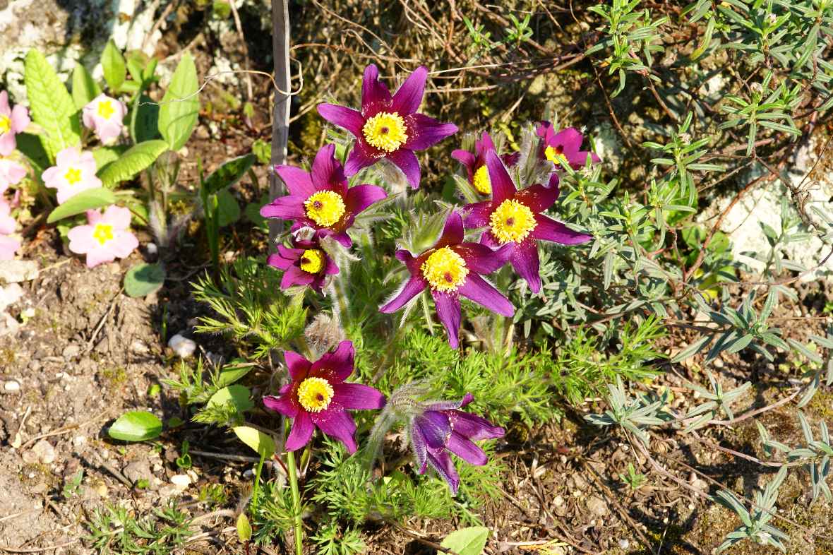 violett blühende Blumen im Alpengarten