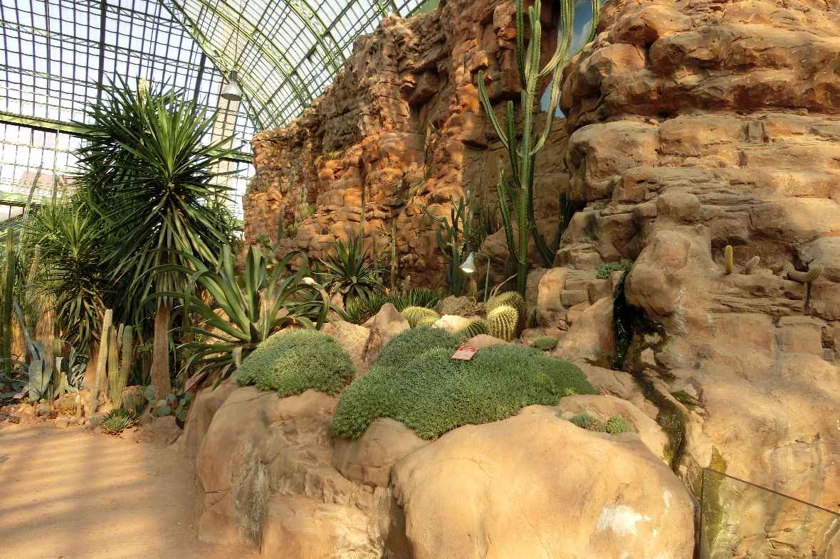 Wüstenlandschaft mit Pflanzen im Wüstenhaus Schönbrunn