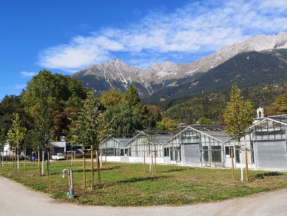 Klimabaumhain Innsbruck
