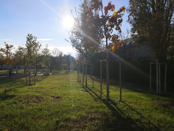 Klimabaumhain