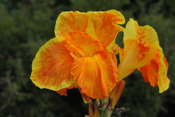 Nahaufnahme einer gelb-orangen Canna-Blüte.