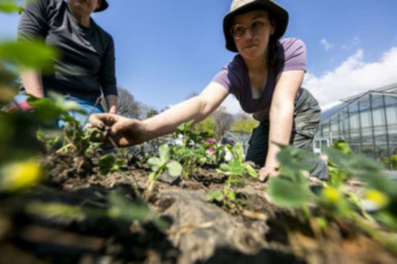 Eine Hobbygärtnerin erntet ihr Beet im Augarten.