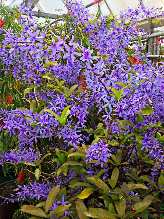 violettblühende Pflanzen
