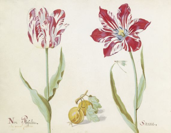 Aquarell zweier Tulpen zur Zeit der Tulpenspekulation