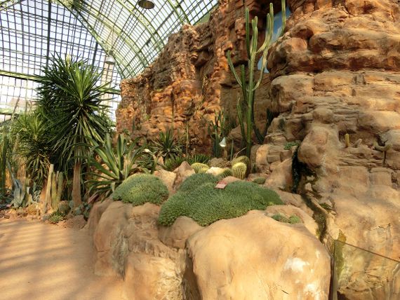 Wüstenlandschaft mit Pflanzen im Wüstenhaus Schönbrunn