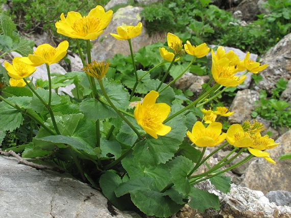 Alpengarten-Blumen