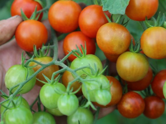 Tomaten im Eigenanbau