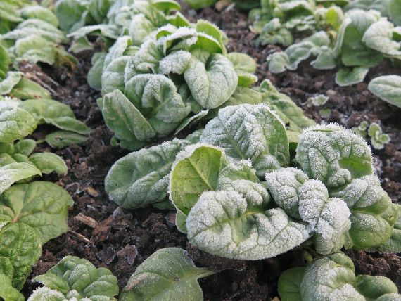 Gemüse muss nicht langweilig sein!