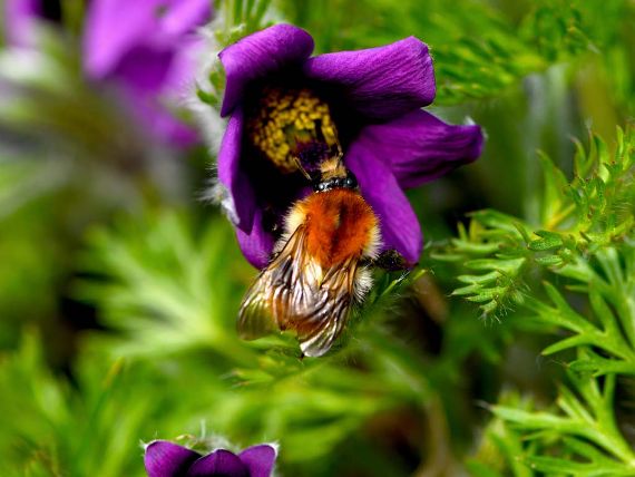 Ausstellung im Alpengarten