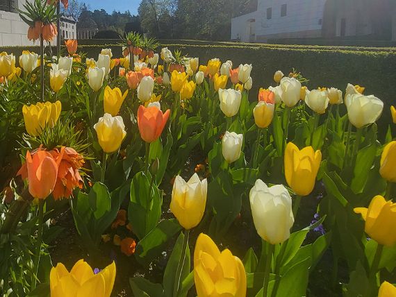 Tulpen im Schlosspark Ambras