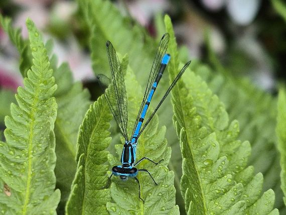 Libelle im Alpengarten im Belvedere