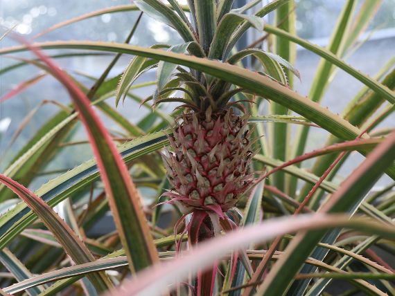 Glashäuser im Belvedere