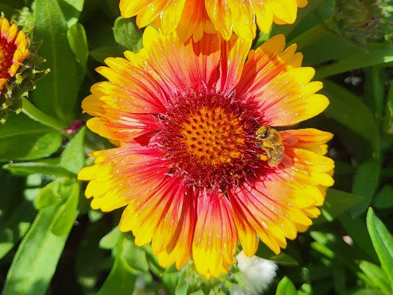 Nützlinge im Garten