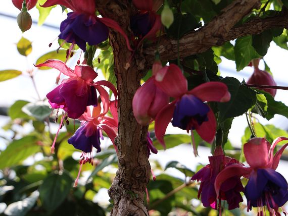 Fuchsien aus der Sammlung