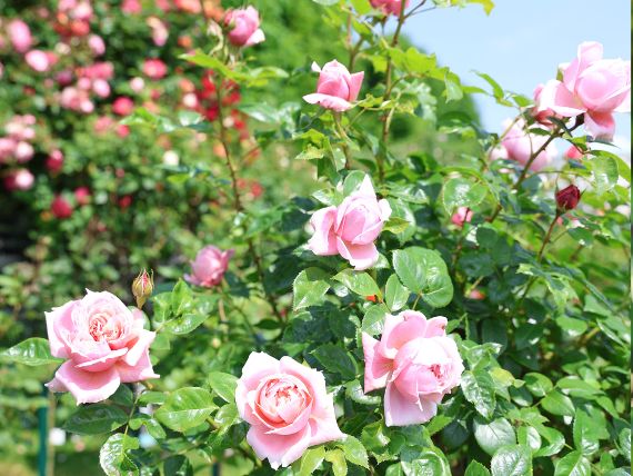 Workshop: Rosen wie im Volksgarten