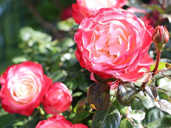 Rosen in Vollblüte