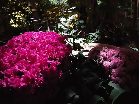 Blütenpracht bei Nacht im Großen Palmenhaus Schönbrunn