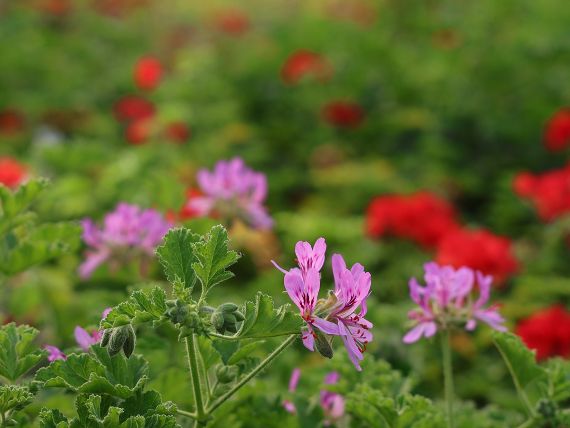 Duftpelargonie