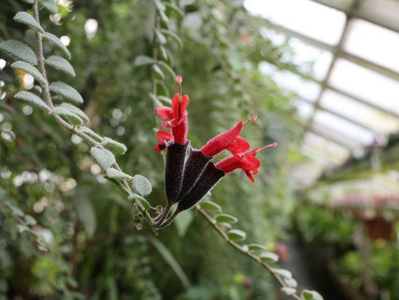 Botanische Sammlung