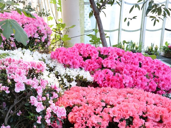 Azaleenausstellung im Großen Palmenhaus Schönbrunn