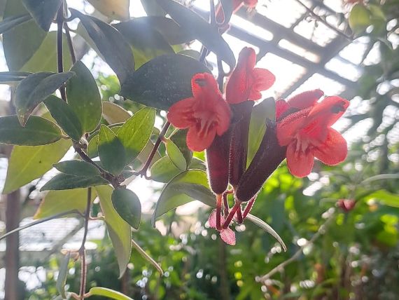 Botanische Sammlung in Schönbrunn