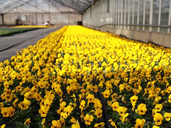 Violen im Feldgarten