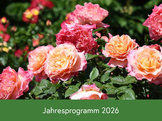 Rosen im Volksgarten