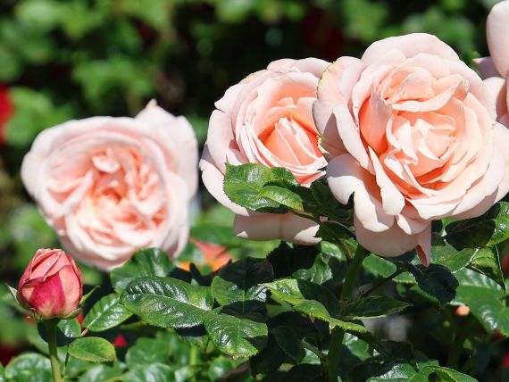 Rosen im Volksgarten