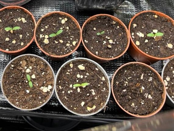 Tagetes