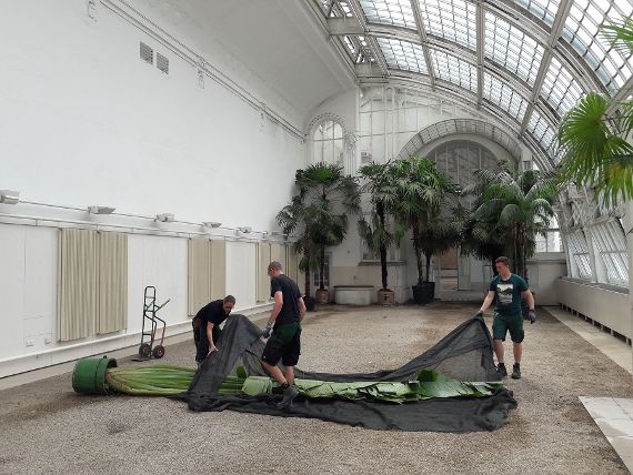 zu sehen sind 3 Männer in einer Halle, die eine liegende Palme auspacken. Im Hintergrund sieht man stehende Palmen