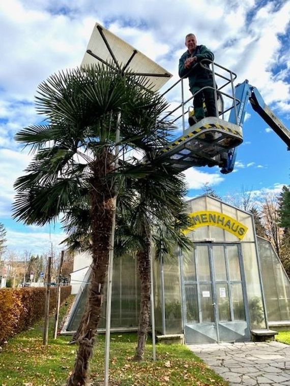 zu sehen ist eine sehr große Palme, seitlich davon ein Mann auf einem Kransteiger, dahinter ein großes Glashaus