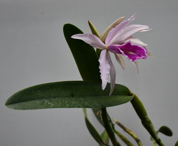 zu sehen ist eine Orchideenblüte mit rosa Blütenblättern und grünen Blättern