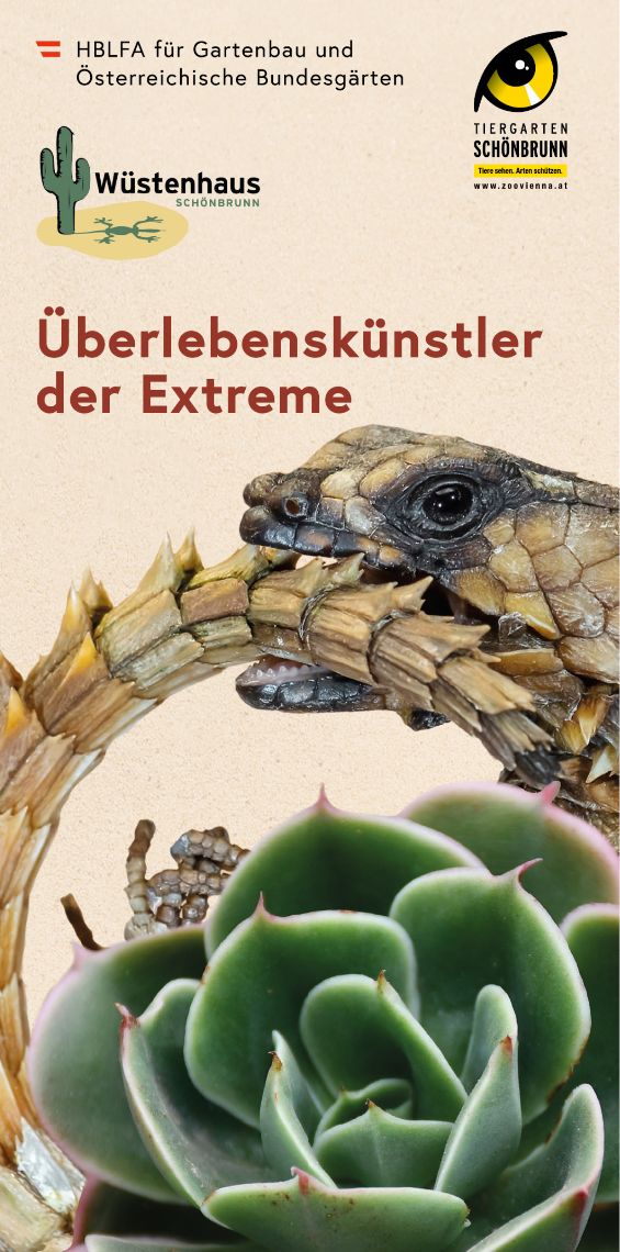 Folder Überlebenskünstler der Extreme: Ein Panzergürtelschweif und eine Echeverie zieren die Front.