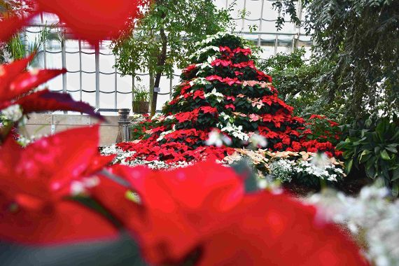 Eine Pyramide aus  Weihnachtssternen in den Farben rot und weiß 