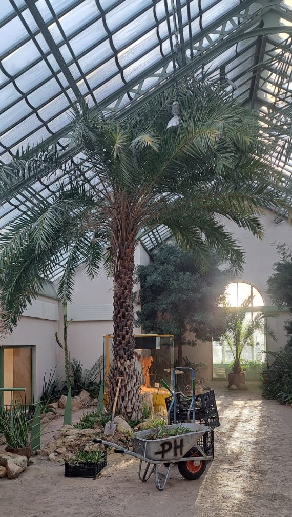 Die Dattelpalme ragt im Wüstenhaus bis ans Dach