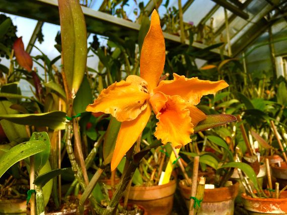 Botanische Sammlungen Schönbrunn